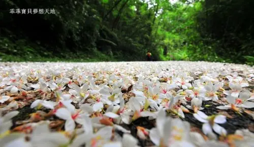 【鶯歌 / 賞花】阿四巷 - 桐花&百合爭相怒放。猶如北國的銀白雪地