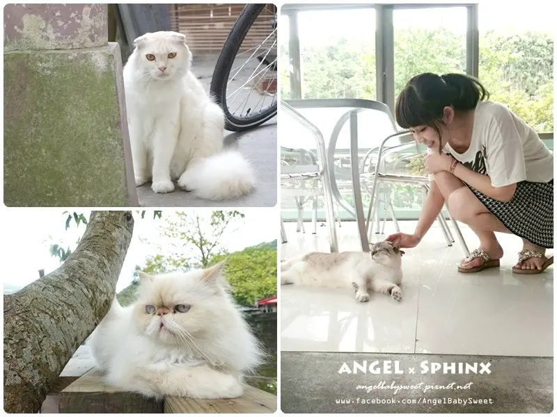 「貓店長」隱密山林間的貓樂園 ❤ 貓尾巴咖啡館 (花蓮鯉魚潭)