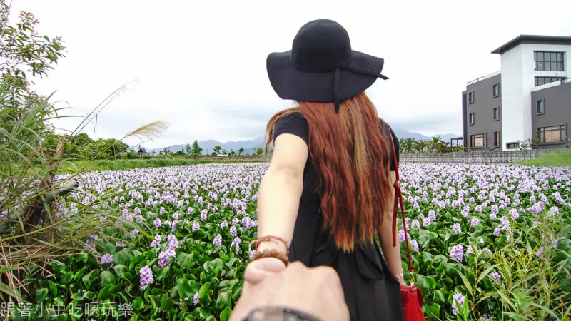 冬山河流域布袋蓮