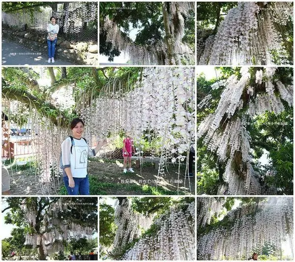 『台南。白河赤中寺石斛蘭瀑布』～免費景點／多棵壯觀／2020年／季節限定