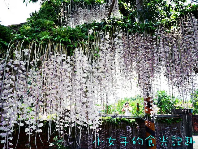 ☞【台南 白河】石斛蘭 瀑布花海 枋子林 爪哇旃