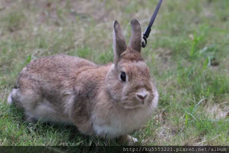 吃。高雄｜苓雅區・早午餐・下午茶・義大利麵「瑞彼特」。