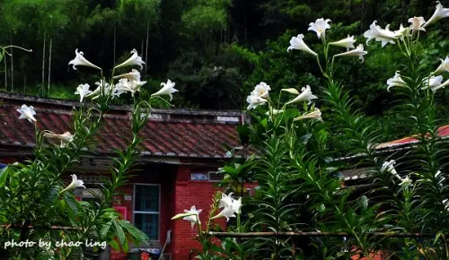 【三峽 / 賞花】樹林。三峽區山林「追桐」趴趴GO ～