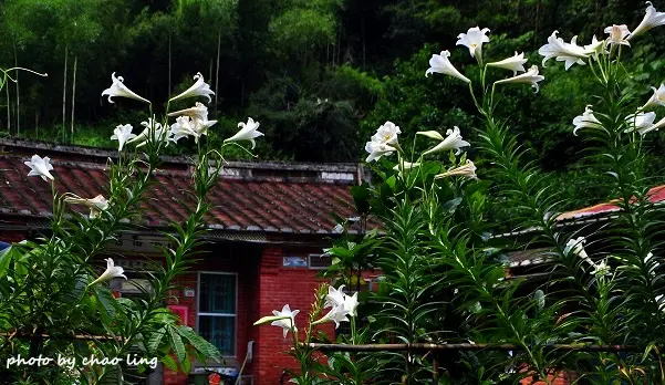 【三峽 / 賞花】樹林。三峽區山林「追桐」趴趴GO ～