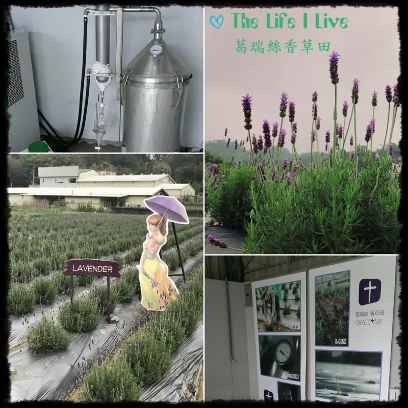 {遊記}{苗栗}葛瑞絲香草田~千坪花園，免費入園，3~5月初盛開期