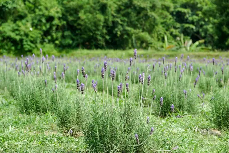 期間限定免費參觀~葛瑞絲薰衣草田夢幻美拍 - 遇見天使~Angela