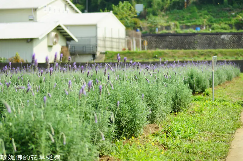 【苗栗-頭屋鄉】「葛瑞絲香草田」薰衣草花季2/28-5/31