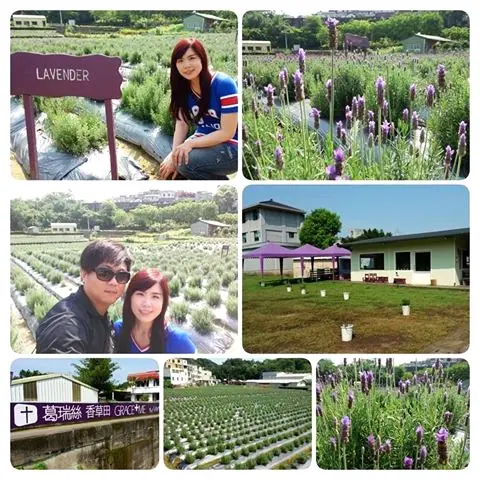 【苗栗景點】7000坪薰衣草~葛瑞絲香草田        
      