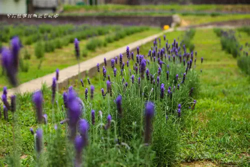 葛瑞絲香草田。溫柔浪漫的紫色小旅行