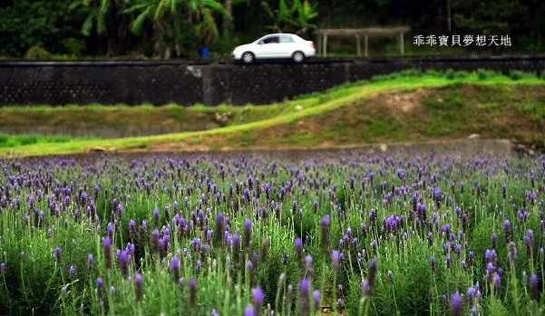 葛瑞絲香草田 - 免費參觀 夢幻之薰衣草花田
