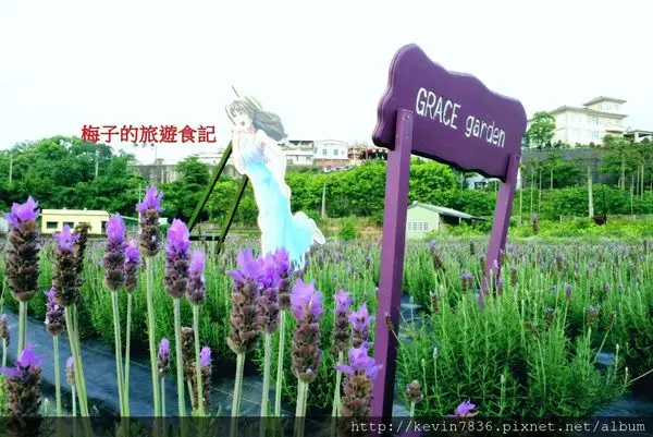苗栗~浪漫好拍的葛瑞絲香草田,IG熱門打卡景點喔!紫色限定浪漫薰衣草我來了