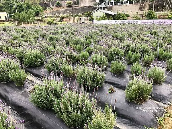 【苗栗。頭屋】免費參觀的薰衣草紫色花海~｜全台最大薰衣草田．葛瑞絲香草田Grace2me