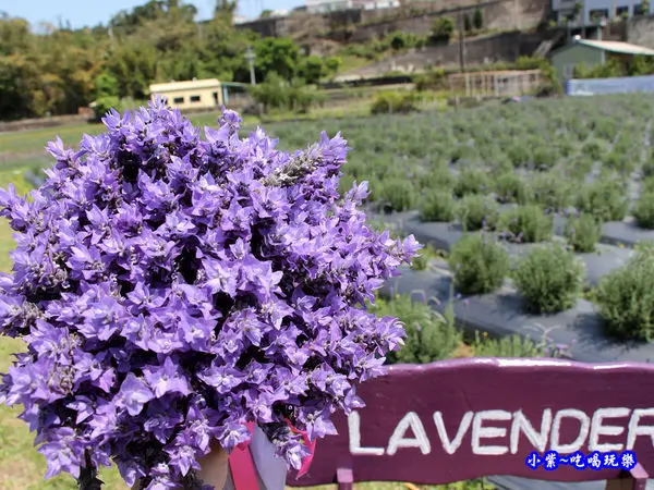 苗栗免費景點/紫色薰衣草花海~花開啦【葛瑞絲香草田】季節限定~浪漫紫花田#IG打卡夯景點(花季時間/停車場路線圖)