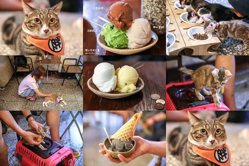 正當冰，有貓咪的冰店，花蓮旅遊必吃美食