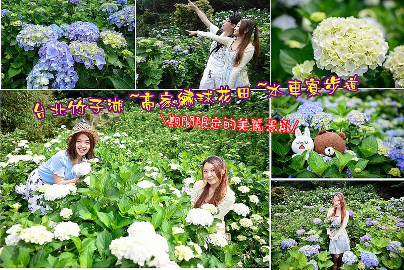 【台北遊記】2016 高家繡球花田/陽明山期間限定景緻/5~6月必拍爆炸繡球花/水車寮步道繡球花田