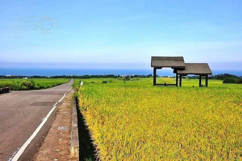 依約而來，金剛大道的稻浪金黃了