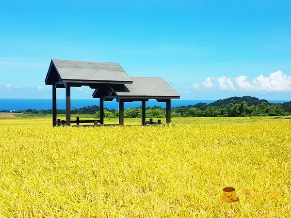 【台東旅遊】長濱-秘境版的東海岸伯朗大道《金剛大道》~~~長光梯田大道