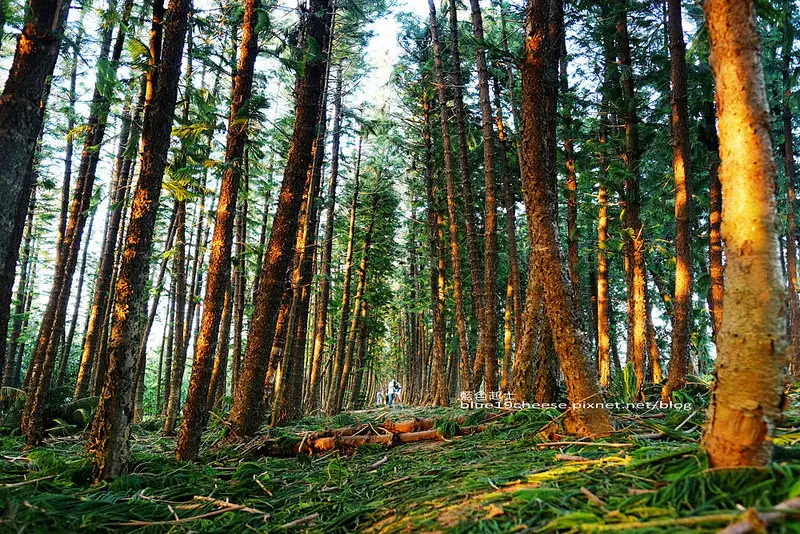 【台中大雅】九天森林-九天民俗技藝團-神祕氛圍九天黑森林.婚紗外拍和IG打卡熱門景點.意境照好好拍.九天玄女廟和九天民俗技藝團旁邊小路進去.近都會公園