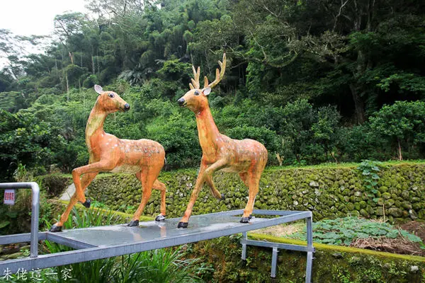 【新竹景點】鹿寮坑段木香菇農場。鮮採有機香菇及黑木耳段木DIY體驗,寓教於樂的好地方