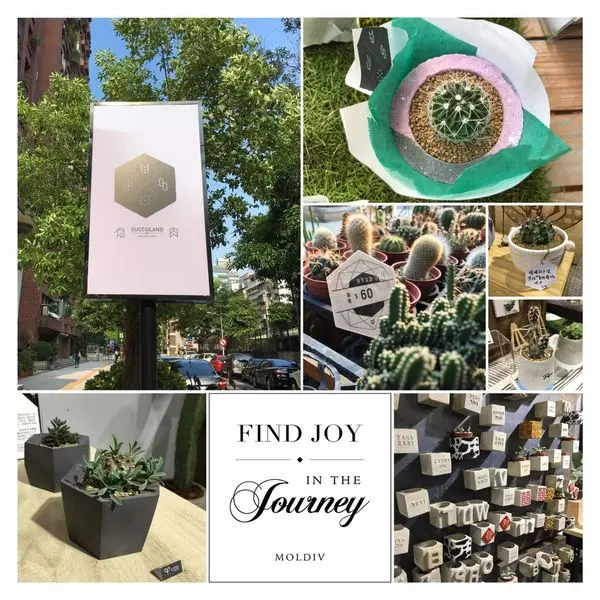▋台北-大安區 ▋ 有肉 Succulent & Gift ⁂ 夏日午後超舒壓超療癒的城市小綠洲 ⇉ 居家、辦公室美化必備款