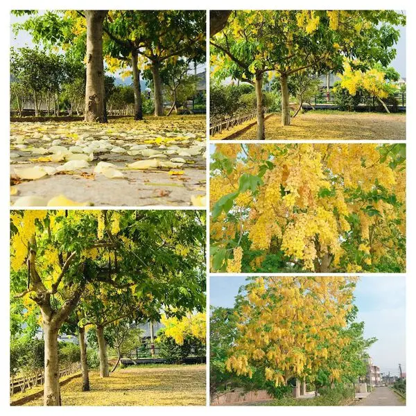 苗栗賞花【台六線公館黃金小鎮阿勃勒黃金雨】黃色風暴來襲/阿勃勒花爆滿開/今夏看到最美一場黃金雨(2018/6/3最新花況)