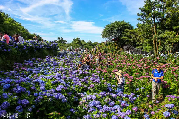 【陽明山景點】高家繡球花田。大滿開的竹子湖繡球花,花團錦簇美不勝收。順遊黑森林,外拍勝地