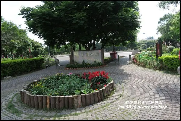 桃園平鎮。山仔頂公園蜀葵花開