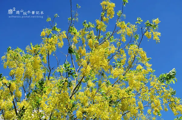 屏東台17線阿勃勒