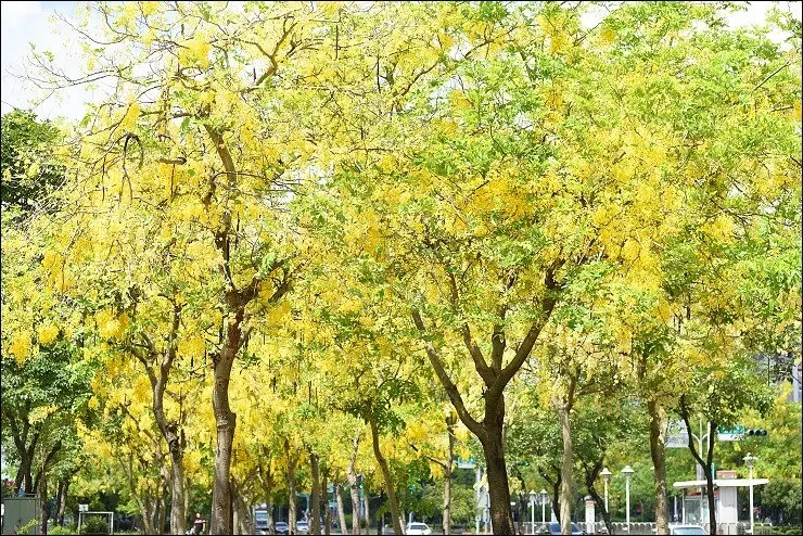 板橋好鄰居虎爺帶路之嘉義二大黃金花海快閃一日遊~嘉義梅山粉豬肺&橫山屏休閒園區金針花&世賢路大滿開阿勃勒！(2016/5/31花況)