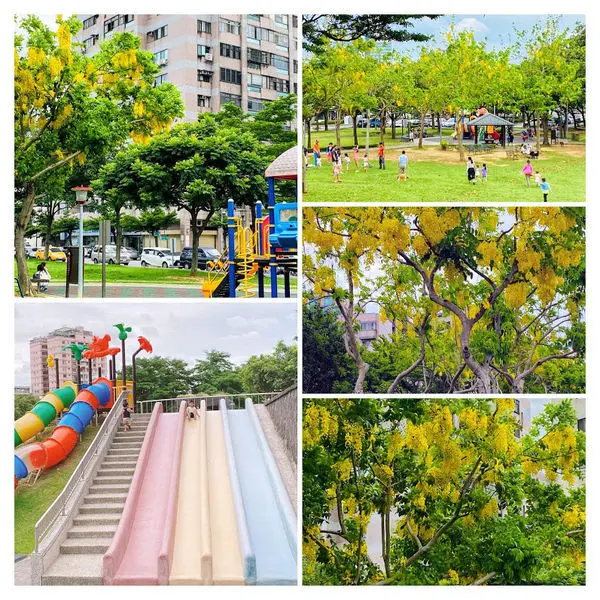 桃園巿區賞花|季節限定阿勃勒黃金雨|陽明運動公園|建新公園|彩虹溜滑梯|桃園最新IG打卡點(2020/6/6最新花況)