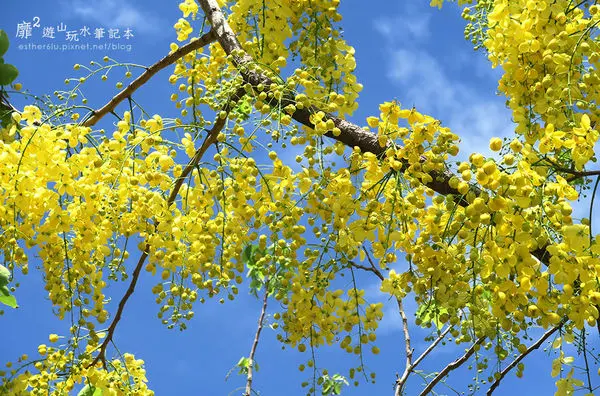 台南阿勃勒花季