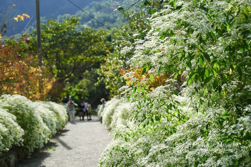 深秋來這賞黃金楓樹與白雪木.雪白一片彷彿下雪般的仙境 - 遇見天使~Angela