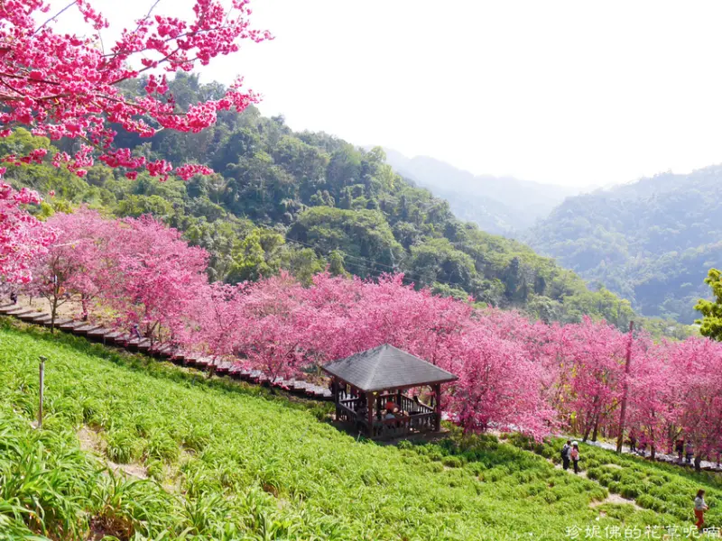 【台中-新社區】2021沐心泉休閒農場櫻花季