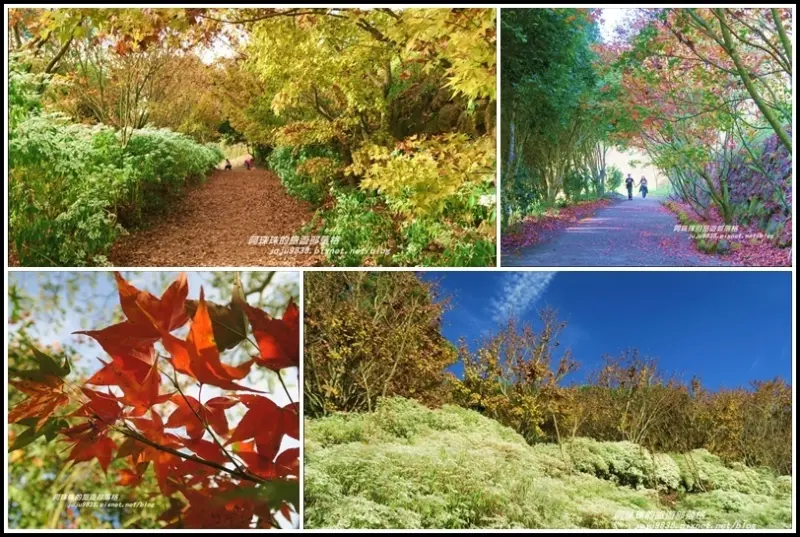 台中。新社沐心泉休閒農場。冬季限定白雪木與黃金楓的浪漫相遇