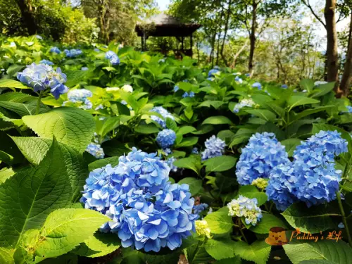 【台中旅遊】新社-沐浴在金針花與繡球花海間《沐心泉》一年四季美景不斷