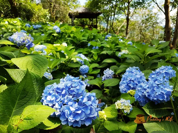 【台中旅遊】新社-沐浴在金針花與繡球花海間《沐心泉》一年四季美景不斷