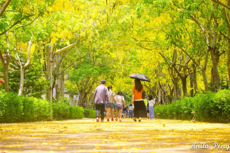 【玩樂．屏東】屏東內埔鄉榮民之家下起了黃金雨～金黃色的阿勃勒現正怒放中