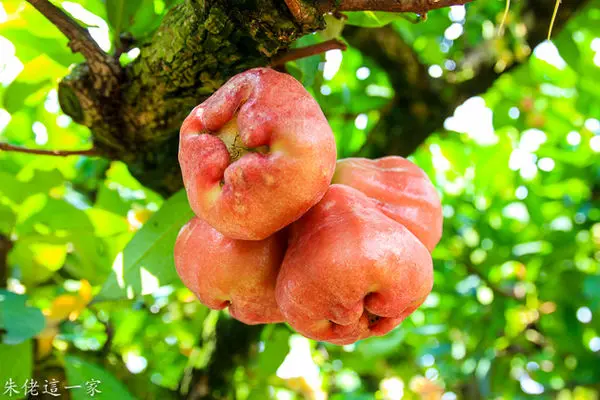 【宜蘭景點】帶孩子們上了一堂很棒的自然課程,採蓮霧初體驗。阿東的蓮霧園。