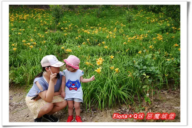 【嘉義一日遊1。梅山】橫山屏休閒園區金針花海 - 嘉義梅山也有開滿整個山坡的金針花，現在不用翻山越嶺到花蓮，也能欣賞到美美的金針花季海囉 !