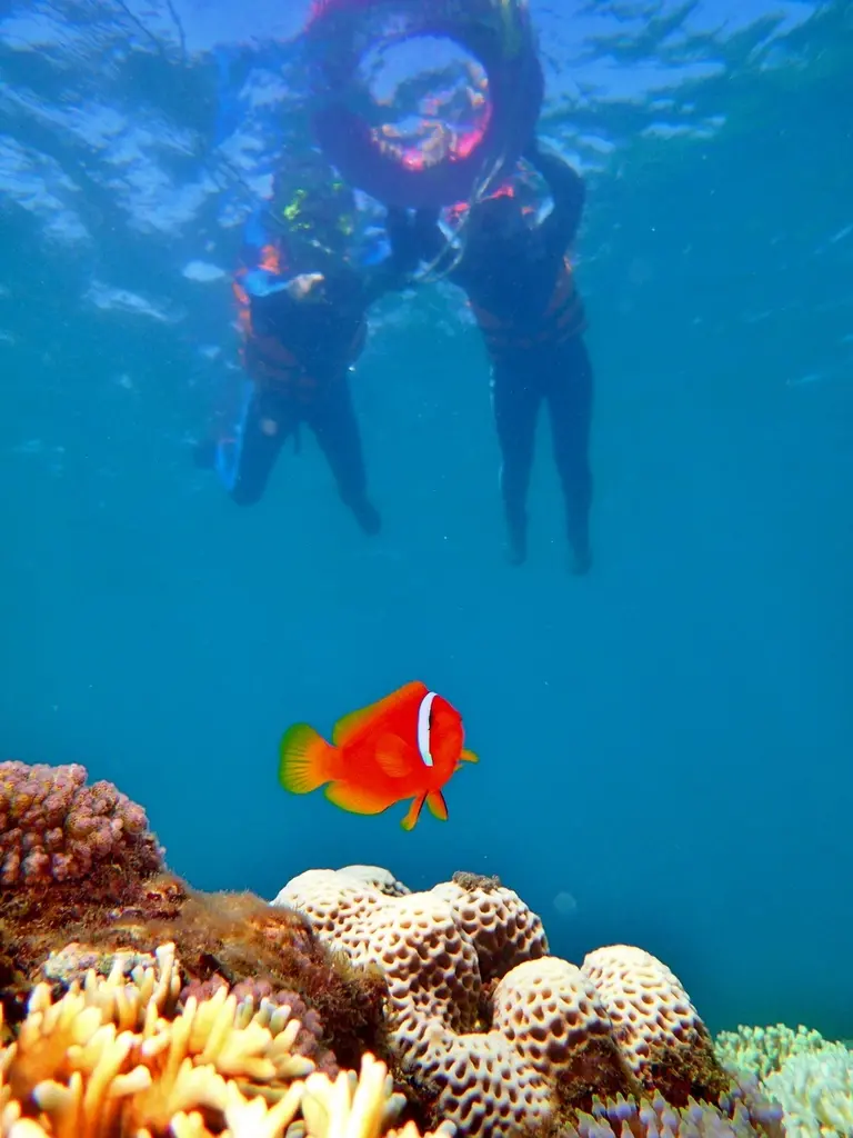 ［墾丁．萬里桐浮潛］一窺海底世界的美麗－水到魚行浮潛館（一對一，有提供照片）