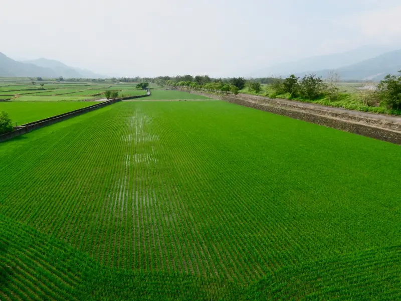 花蓮遊：造訪寧靜農村「玉里鎮觀音里高寮」