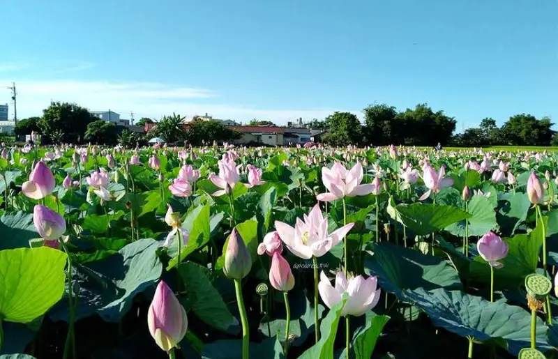 免跑遠，台中也有大片荷花池！清水趙家古厝荷園，福德祠旁荷花池盛開中 - 蘋果話日常
