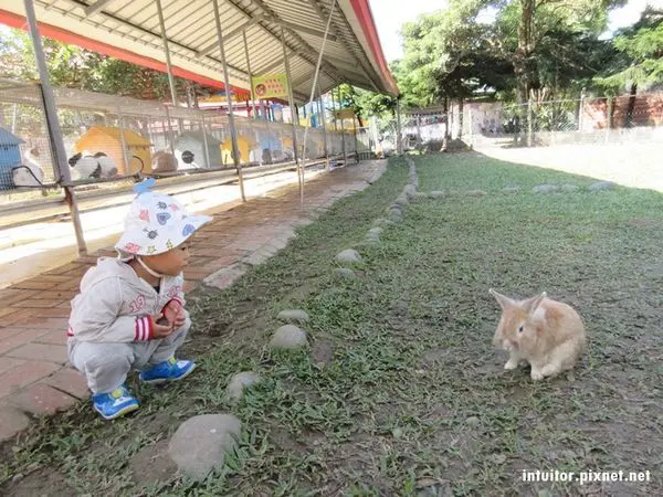 [嘉義]獨角仙休閒農場，孩子喜歡的小動物這裡都有，還有大草原可以奔跑/嘉義親子景點