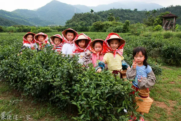 【宜蘭景點】詳語有機農場。化身採茶小童,帶一包自己採的炒過,揉捻再烘乾的有機茶包回家！！