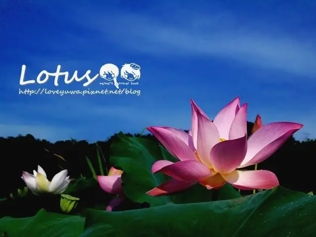 雙溪上林荷花園賞花~7公頃荷花田，睡蓮、荷花競相爭豔，扶桑花陪襯飄沖繩風!