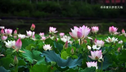 【雙溪 / 賞荷】北臺灣 罕見 茂密盛開的荷花園