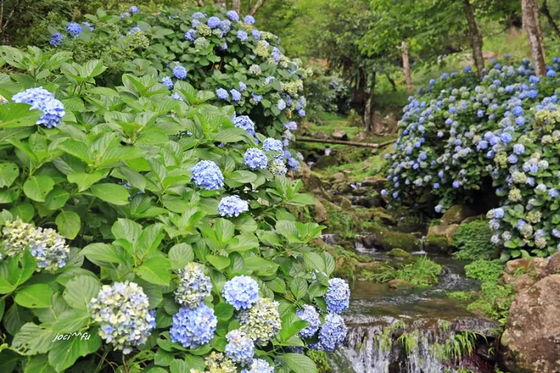 <苗栗南庄> 高山青農場繡球花夢境 滿園藍紫如夢似畫/繡球花秘境