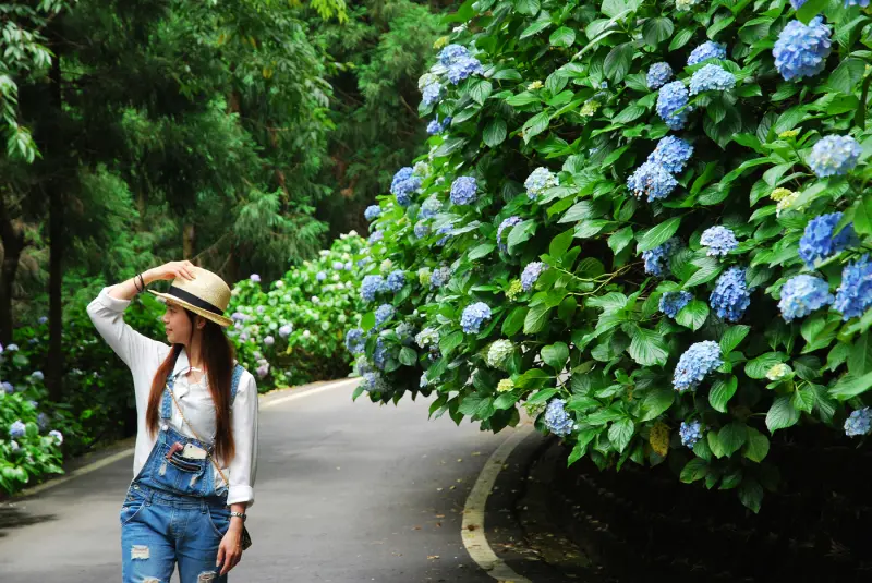 幸福圓舞曲 * 苗栗南庄 . 高山青鱒鱘魚農場 ( 繡球花季 )