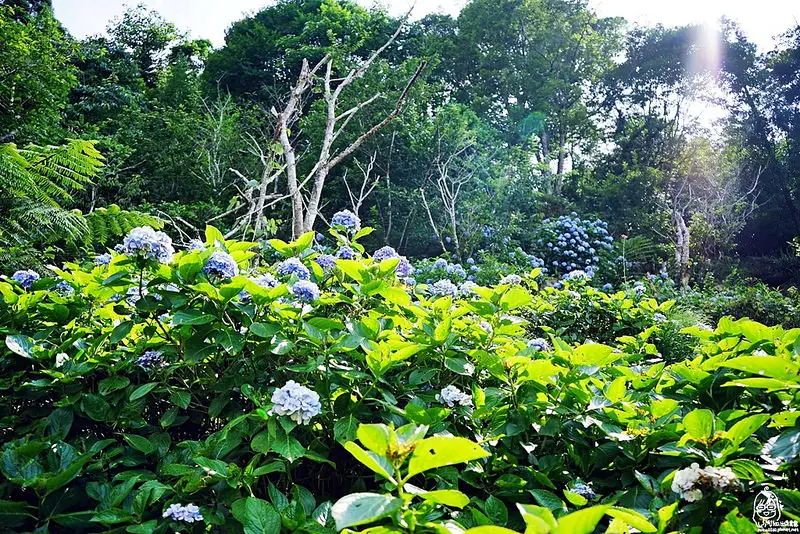 『苗栗。南庄』 高山青農場 夏日繡球花季｜每年六月～七月南庄繡球花開滿山谷/浪漫的白、粉、紫繡球花並木道就在南庄/IG最愛拍攝地。