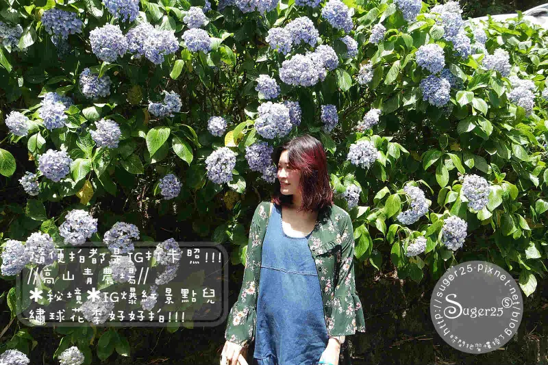 [旅遊]/2017✱秘境✱IG爆紅景點兒//高山青農場//♡♡繡球花好好拍♡♡隨便拍都是IG打卡照!!!--苗栗縣南庄